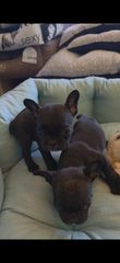 Γαλλικο μπουλντόγκ  French bulldog-thumb-3