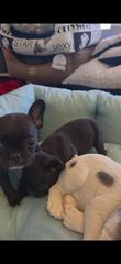Γαλλικο μπουλντόγκ  French bulldog-thumb-6