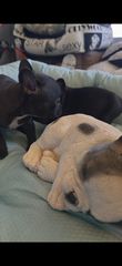 Γαλλικο μπουλντόγκ  French bulldog-thumb-7
