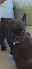 Γαλλικο μπουλντόγκ  French bulldog-thumb-1