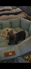 Γαλλικο μπουλντόγκ  French bulldog-thumb-8