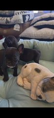 Γαλλικο μπουλντόγκ  French bulldog-thumb-9
