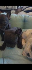 Γαλλικο μπουλντόγκ  French bulldog-thumb-10