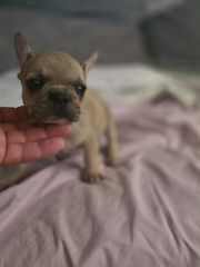 Γαλλικο μπουλντόγκ French bulldog-thumb-11