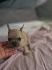 Γαλλικο μπουλντόγκ French bulldog-thumb-12