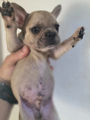 Γαλλικο μπουλντόγκ French bulldog-thumb-13