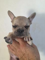 Γαλλικο μπουλντόγκ French bulldog-thumb-14