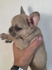 Γαλλικο μπουλντόγκ French bulldog-thumb-16