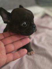 Γαλλικο μπουλντόγκ French bulldog-thumb-17