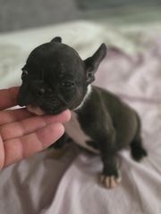 Γαλλικο μπουλντόγκ French bulldog-thumb-18