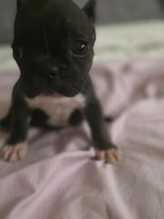 Γαλλικο μπουλντόγκ French bulldog-thumb-19