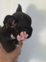 Γαλλικο μπουλντόγκ French bulldog-thumb-20