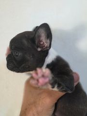 Γαλλικο μπουλντόγκ French bulldog-thumb-21