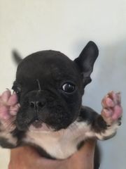 Γαλλικο μπουλντόγκ French bulldog-thumb-22