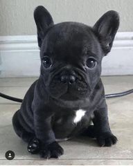 Γαλλικο μπουλντόγκ French bulldog-thumb-23