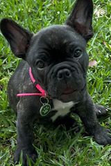 Γαλλικο μπουλντόγκ French bulldog-thumb-24