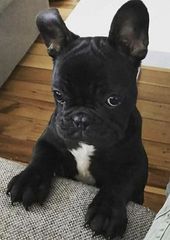 Γαλλικο μπουλντόγκ French bulldog-thumb-25