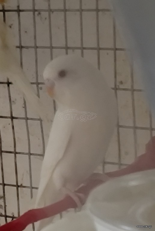 Παπαγαλάκια μπάτζι (budgie)