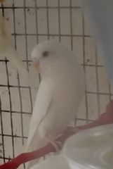 Παπαγαλάκια μπάτζι (budgie)
