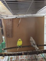 Παπαγαλάκια μπάτζι (budgie)-thumb-1
