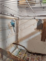 Παπαγαλάκια μπάτζι (budgie)-thumb-2