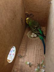 Παπαγαλάκια μπάτζι (budgie)-thumb-3
