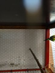 Παπαγαλάκια μπάτζι (budgie)-thumb-4