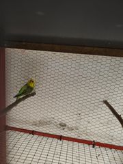 Παπαγαλάκια μπάτζι (budgie)-thumb-5