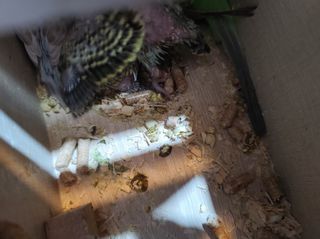 Παπαγαλάκια μπάτζι (budgie)-thumb-6