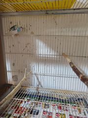 Παπαγαλάκια μπάτζι (budgie)-thumb-7