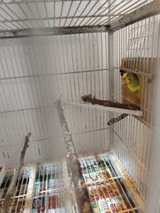 Παπαγαλάκια μπάτζι (budgie)-thumb-8