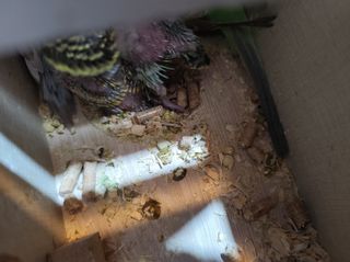 Παπαγαλάκια μπάτζι (budgie)-thumb-9