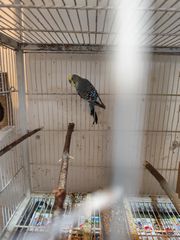 Παπαγαλάκια μπάτζι (budgie)-thumb-10