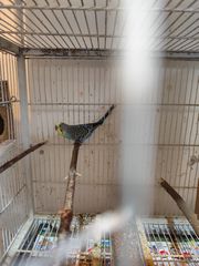 Παπαγαλάκια μπάτζι (budgie)-thumb-11