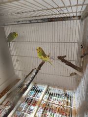 Παπαγαλάκια μπάτζι (budgie)-thumb-12