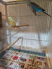 Παπαγαλάκια μπάτζι (budgie)-thumb-13