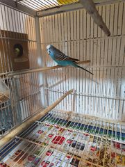 Παπαγαλάκια μπάτζι (budgie)-thumb-14