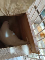 Παπαγαλάκια μπάτζι (budgie)-thumb-15