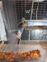 Παπαγαλάκια μπάτζι (budgie)-thumb-17