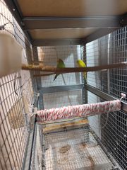 Παπαγαλάκια μπάτζι (budgie)-thumb-18