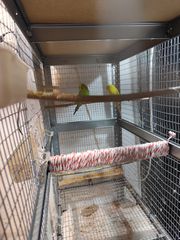 Παπαγαλάκια μπάτζι (budgie)-thumb-19