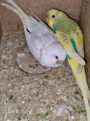 Παπαγαλάκια μπάτζι (budgie)-thumb-22