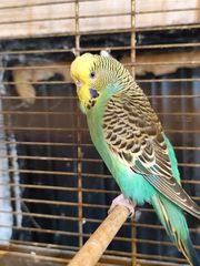 Παπαγαλάκια μπάτζι (budgie)-thumb-23