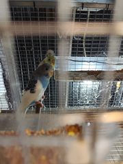 Παπαγαλάκια μπάτζι (budgie)-thumb-26