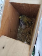 Παπαγαλάκια μπάτζι (budgie)-thumb-27