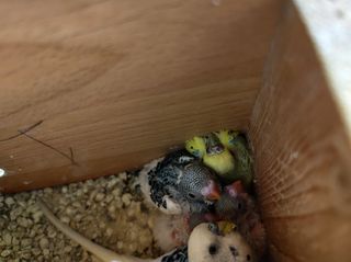 Παπαγαλάκια μπάτζι (budgie)-thumb-28