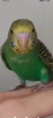 Παπαγαλάκια μπάτζι (budgie)-thumb-29
