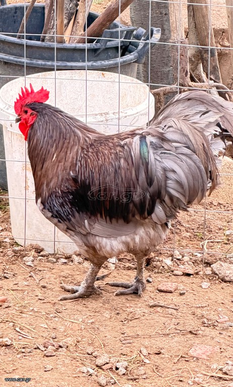 Β. Αυγά εκκόλαψης
