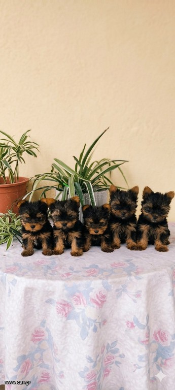Yorkshire mini και toy