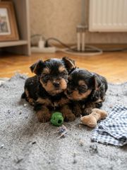 Yorkshire mini και toy-thumb-2